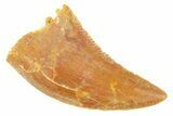 Serrated Raptor Tooth - Real Dinosaur Tooth #364703-1